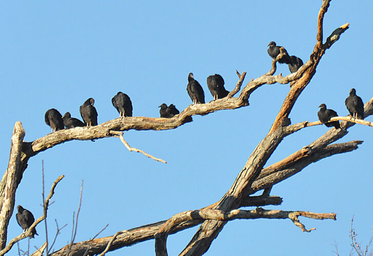 Overview News, Sports, Jobs Marietta Times